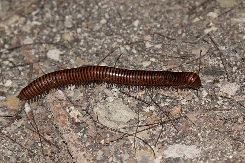 Centipede (Myriapoda)