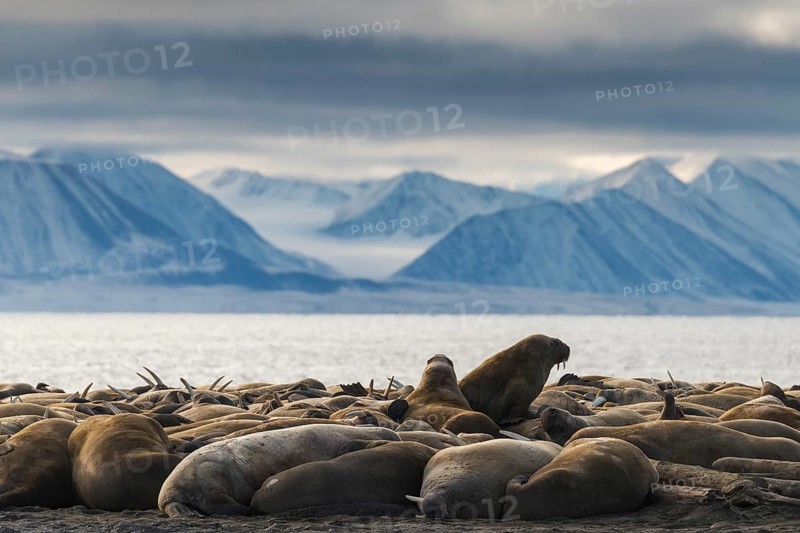 Walruses (Odobenus rosmarus)