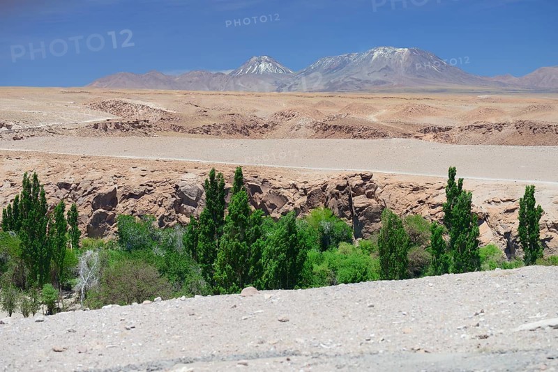 Green oasis in a riverbed