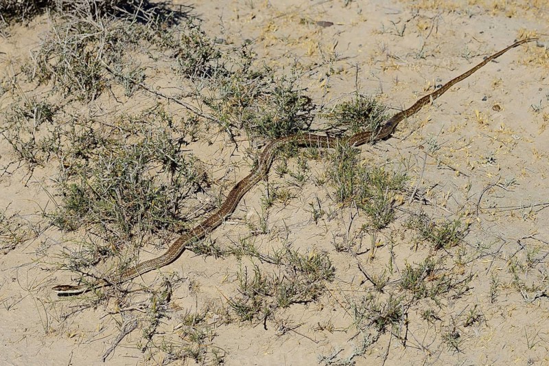 Mousehole snake (Philodryas trilineata)