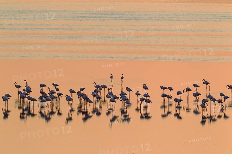 Greater Flamingos (Phoenicopterus roseus)