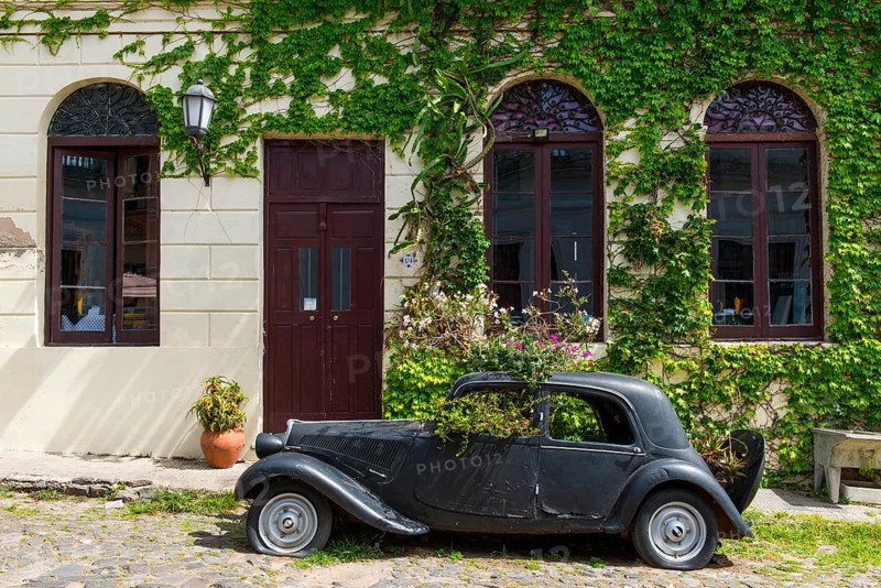 Car wreck of an oldtimer overgrown with plants