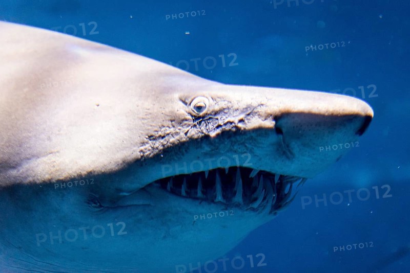 Oceanic whitetip shark (Carcharhinus longimanus)