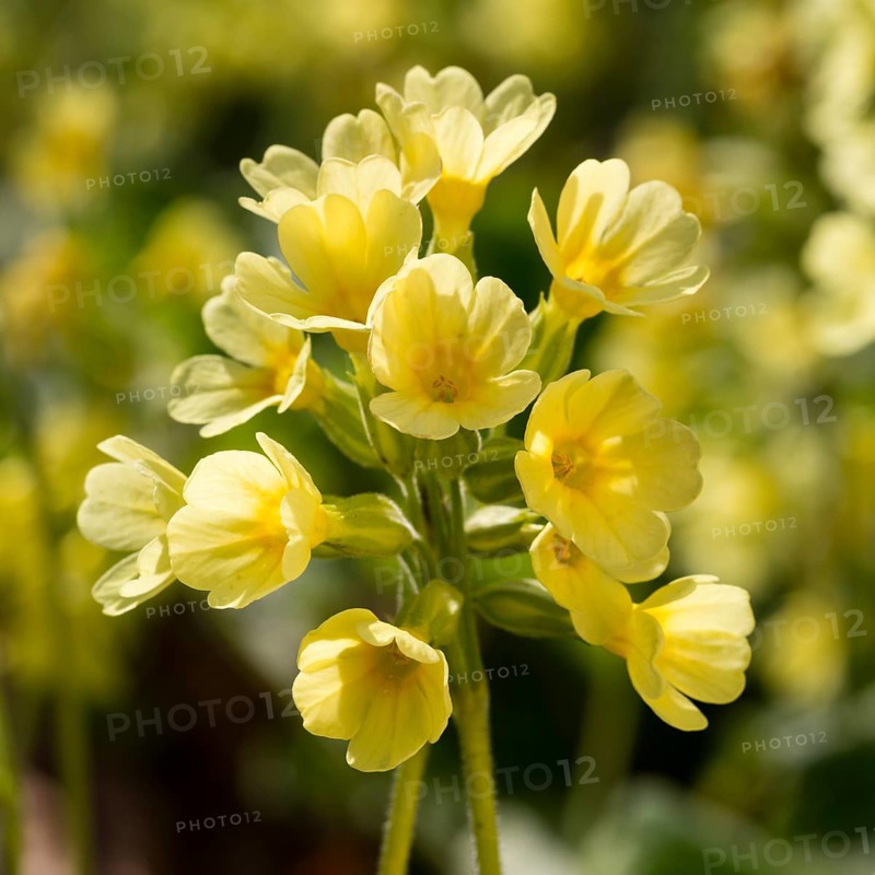 True oxlip (Primula elatior)