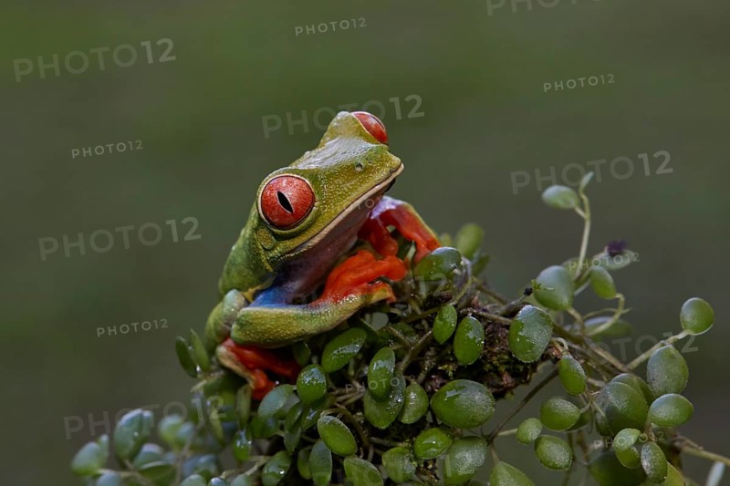 Red-eyed tree frog (Agalychnis callidryas) in the tropical rainforest