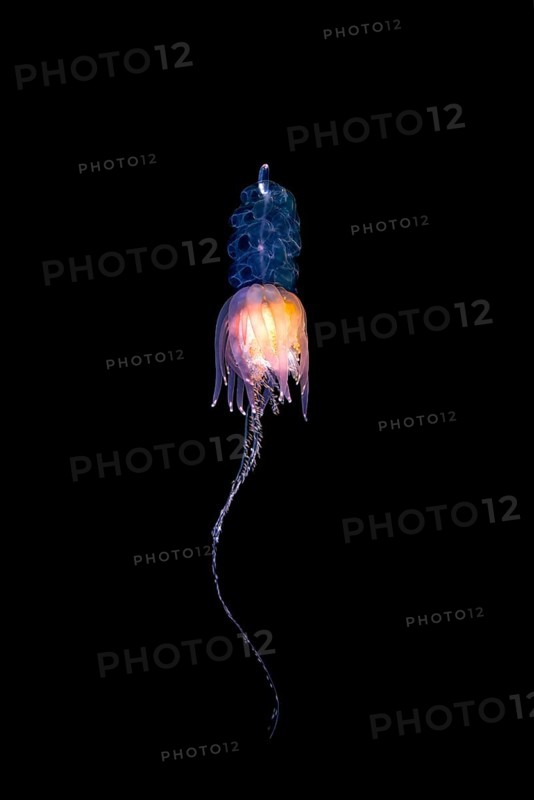 Hula Skirt Siphonophore (Physophora hydrostatica)