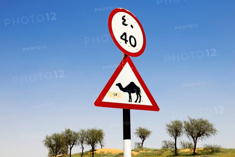 Attention Camel Shield