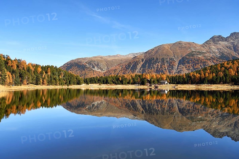 Autumnally coloured larch forest reflected in Lake Stazersee