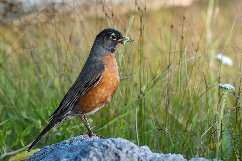American Robin (Turdus migratorius) with prey