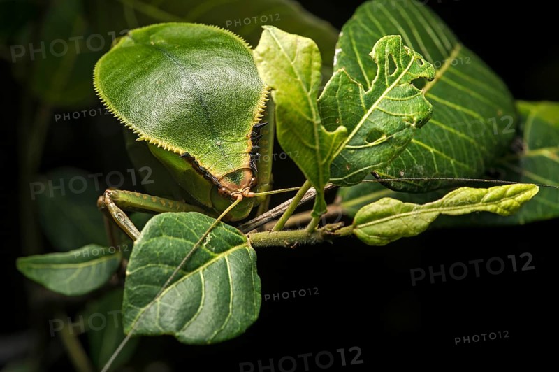 Foliage locust (Tettigoniidae)