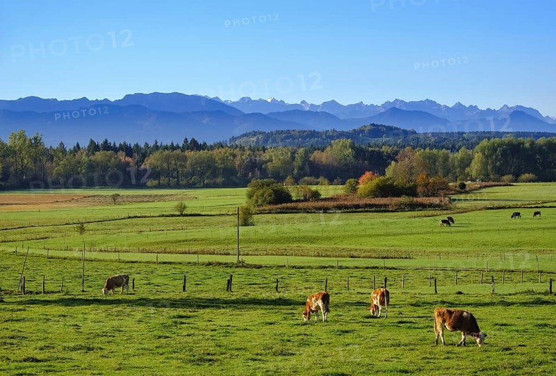 Cows graze in a meadow