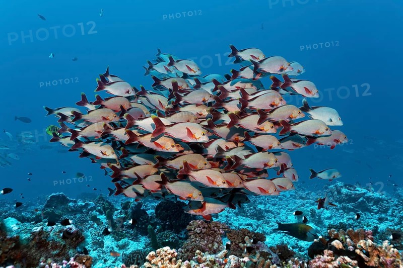 Swarm Humpback Red Snapper (Lutjanus gibbus)