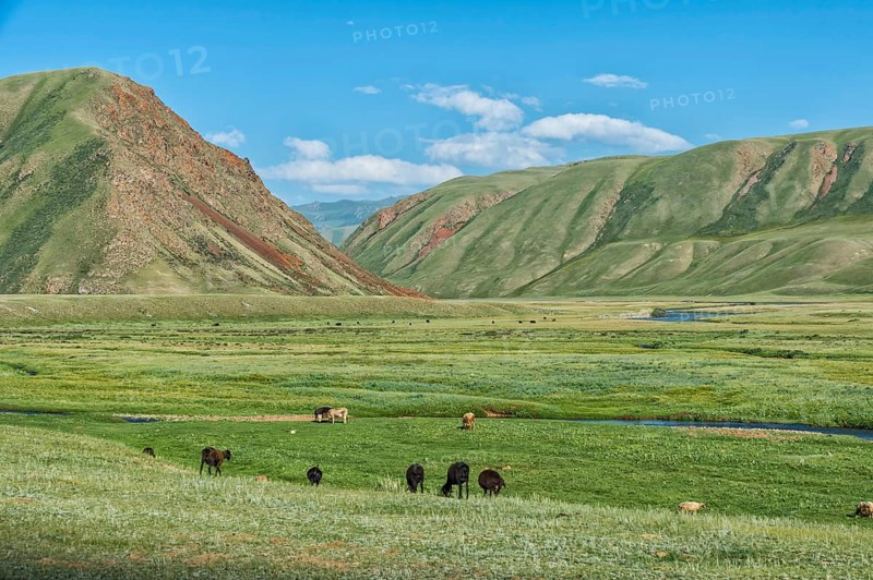 Sheep herd grazing along a mountain river