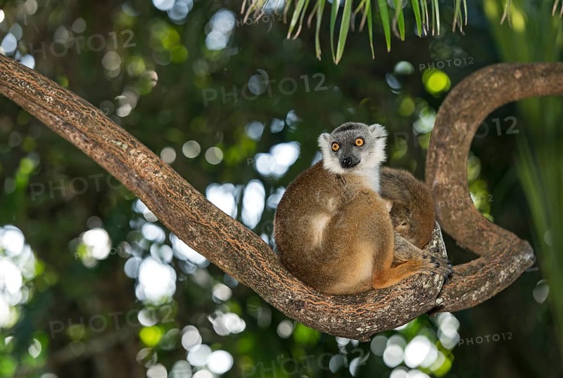 True lemur