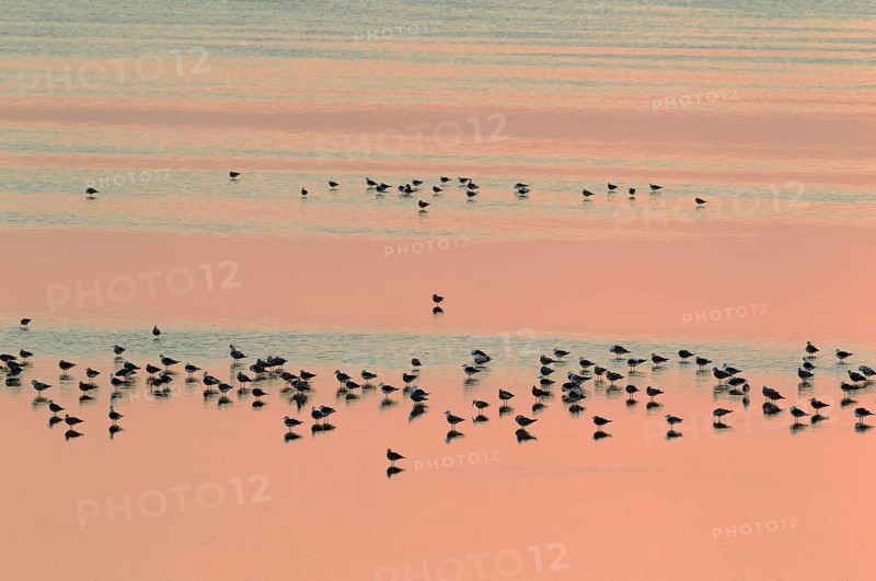 Lesser Black-backed Gulls (Larus fuscus)