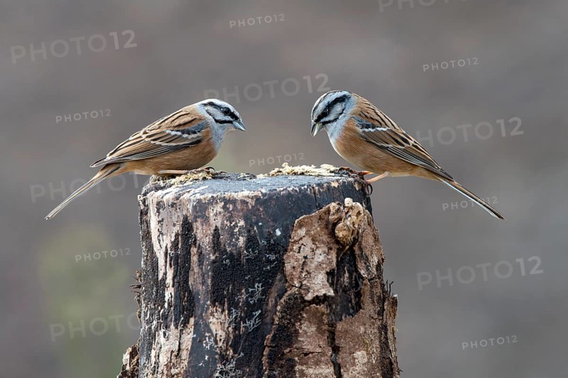 Rock Buntings (Emberiza cia)
