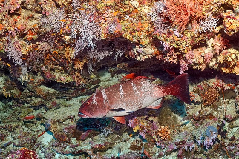 Blacksaddled coralgrouper (Plectropomus laevis) at the coral reef