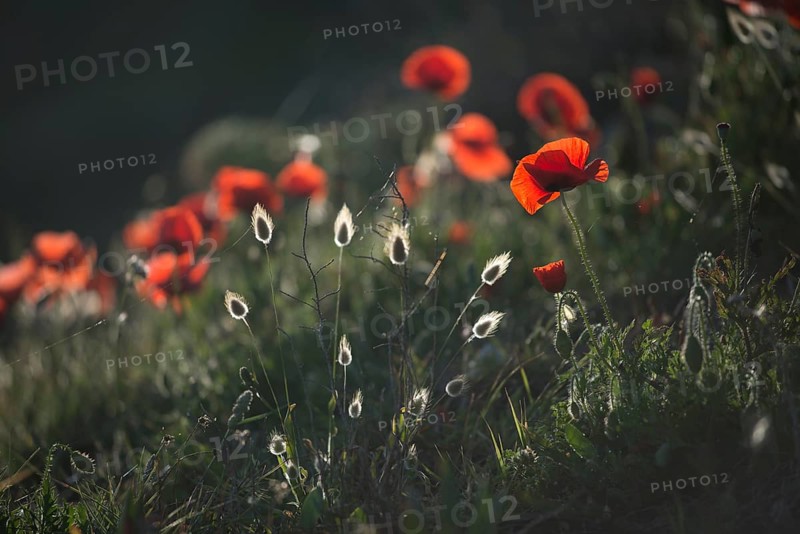 Corn poppy (Papaver rhoeas) and hares tail grass (Lagurus ovatus) against the light