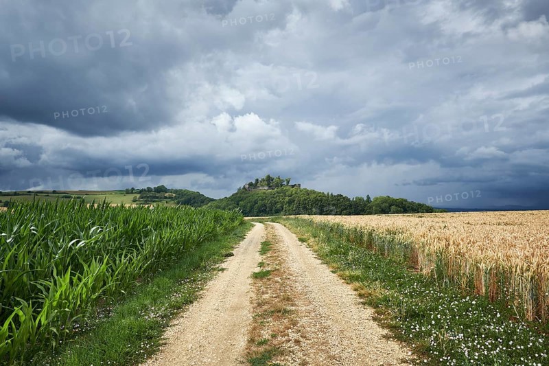 Agricultural way leads through grain fields
