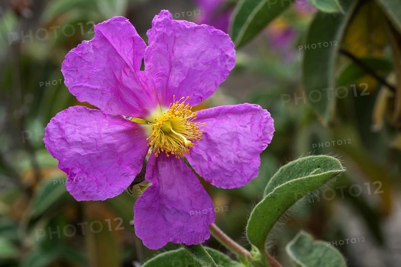 Cistus symphytifolius (Cistus symphytifolius)