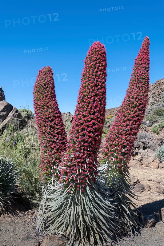 Blooming Echium wildpretii (Echium wildpretii)