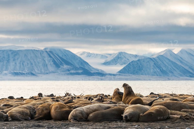 Walruses (Odobenus rosmarus)