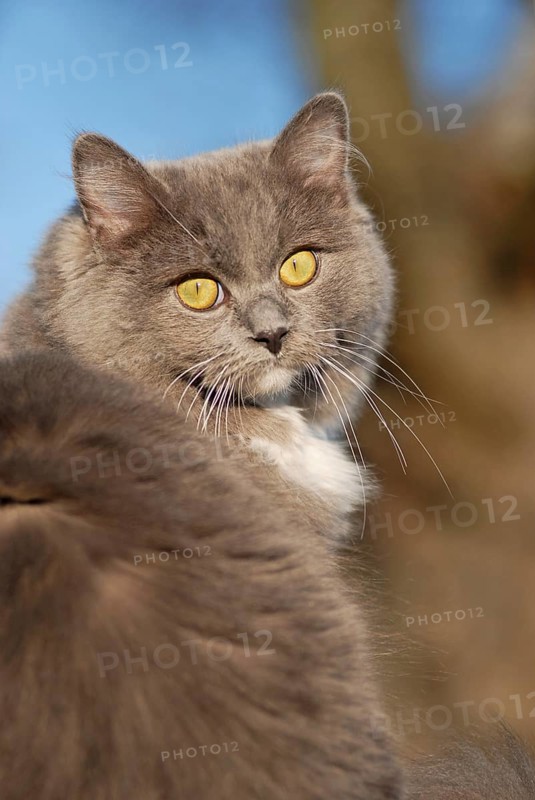 Ragdoll