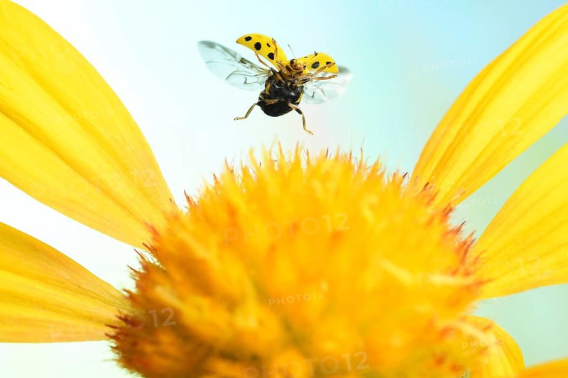 22-spot ladybird (Psyllobora vigintiduopunctata) in flight