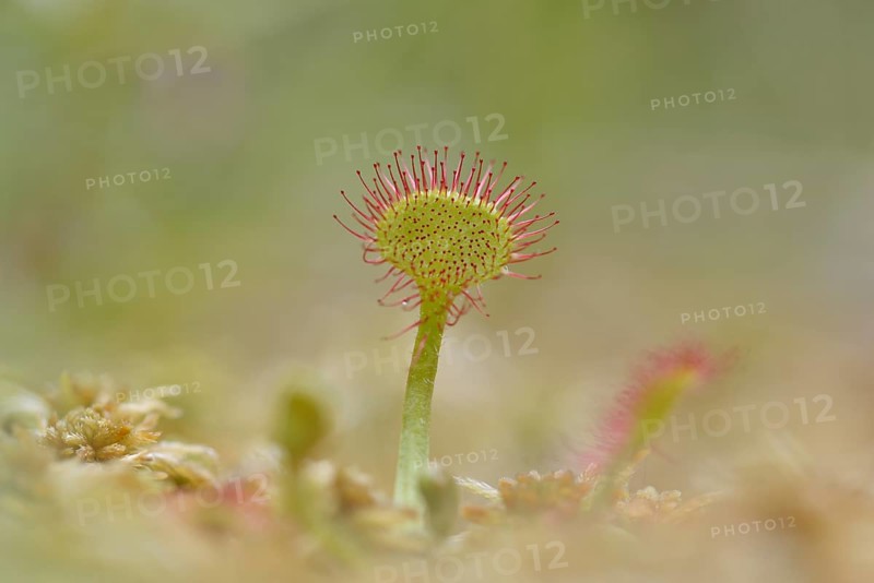 Common sundew (Drosera rotundifolia) in a swamp area