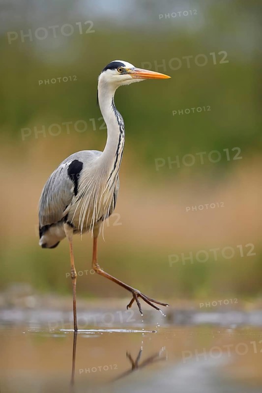 Grey heron (Ardea cinerea)