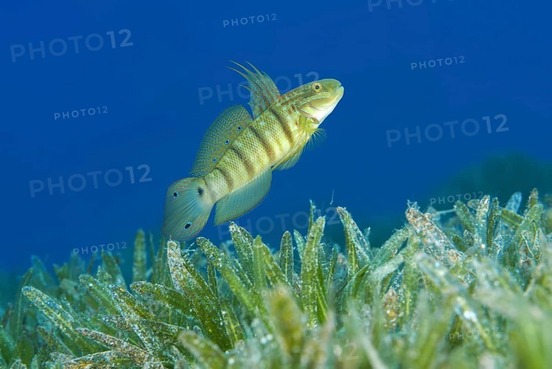 Buttefly goby (Amblygobius albimaculatus) protects nest built in the seagrass