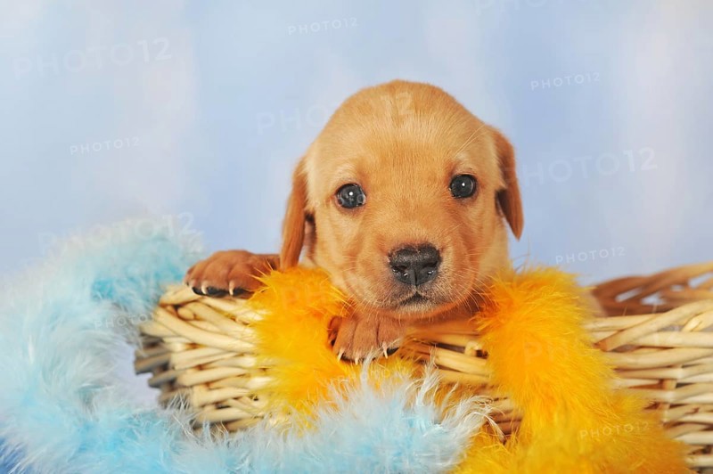 Labrador Retriever