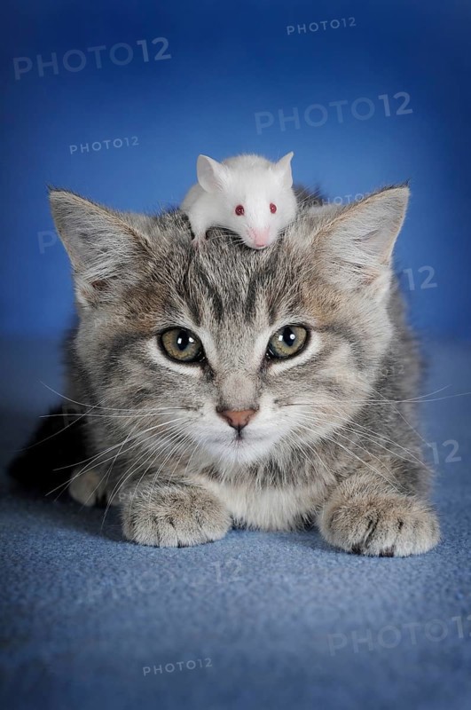Kitten
