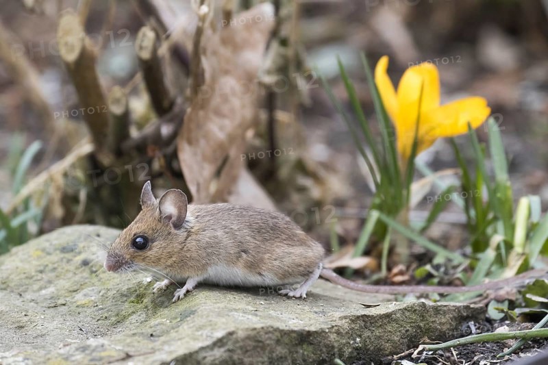 Yellow-necked mouse (Apodemus flavicollis)