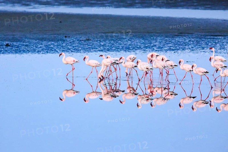Greater flamingos (Phoenicopterus roseus)