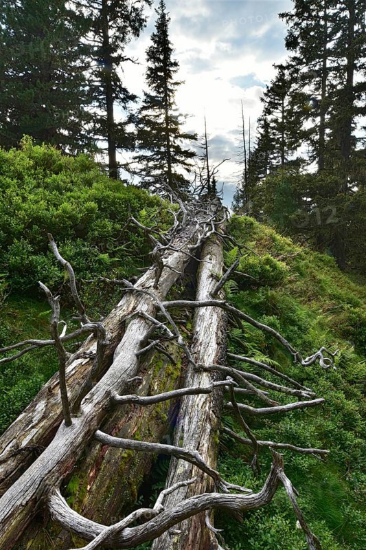 Deadwood in the coniferous forest