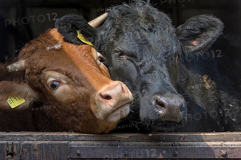 Limousin cattle and Angus-Cattle looking curiously out of the barn door
