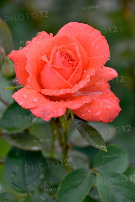 Hybrid tea rose