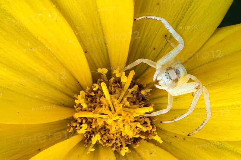 Goldenrod crab spider (Misumena vatia)