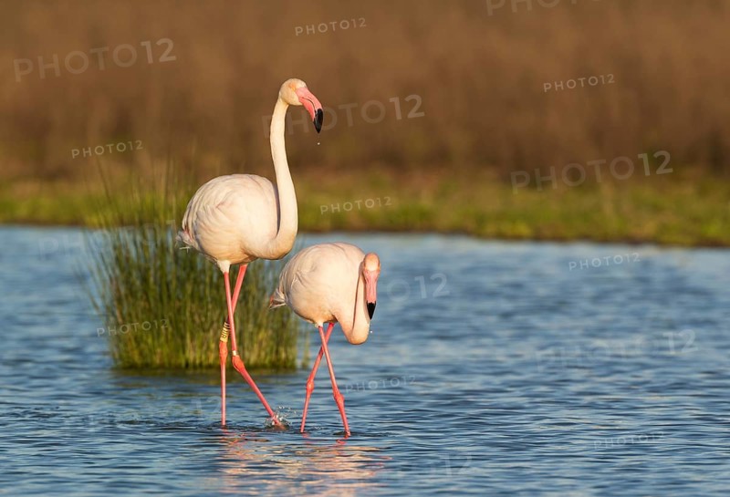 Greater Flamingo (Phoenicopterus roseus)
