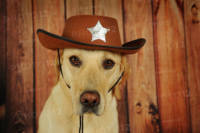 Labrador Retriever