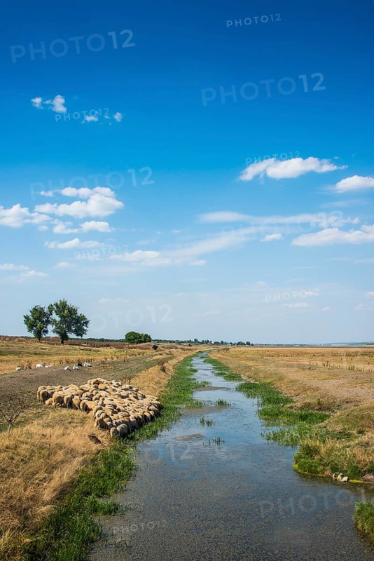 Herd of sheeps grazing on a little channel