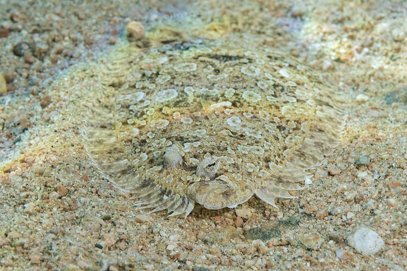 Leopard Flounder (Bothus pantherinus) on sandy bottom