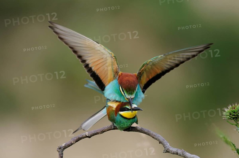 Bee-eater (Merops apiaster)