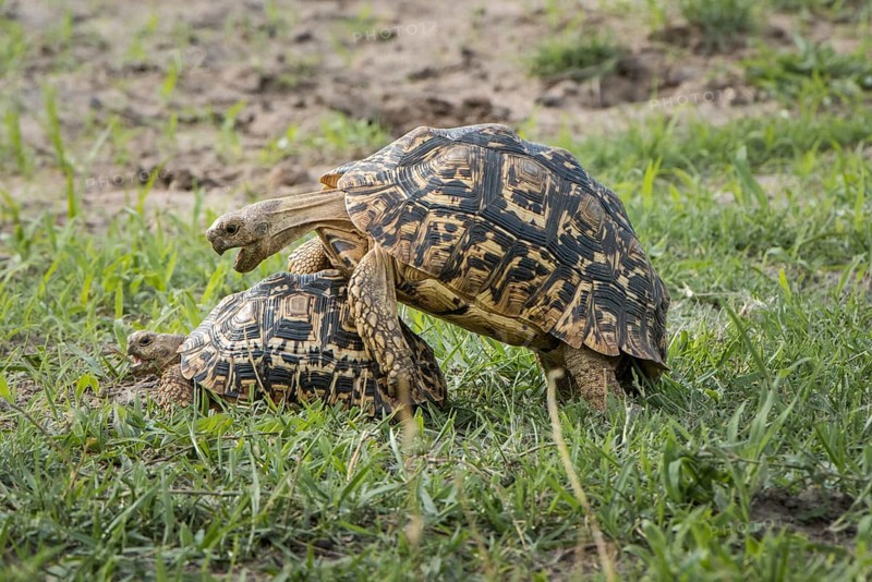 Leopard tortoises (Stigmochelys pardalis)