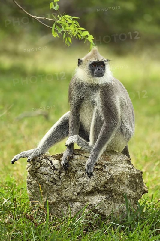 Tufted gray langur (Semnopithecus priam)