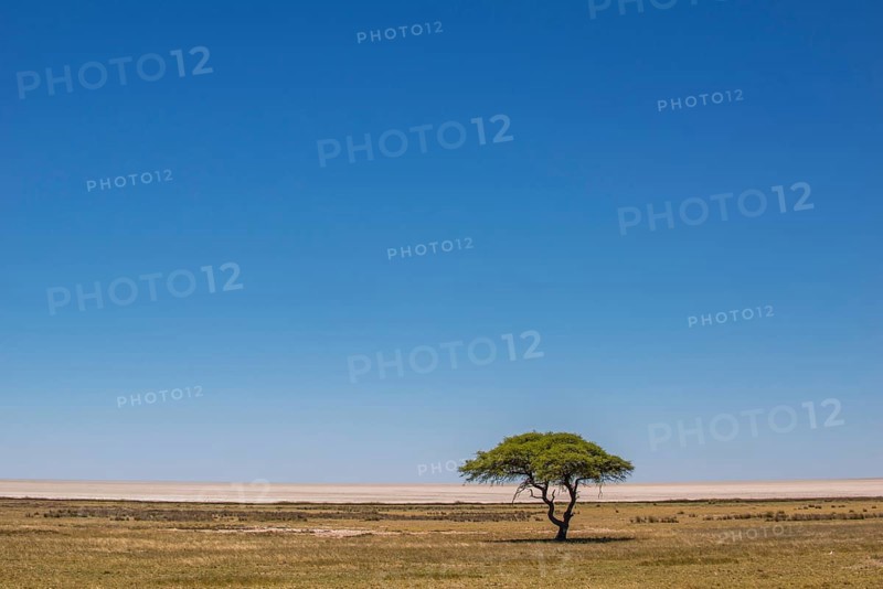 Grassland with umbrella thorn acacia in front of salt pan