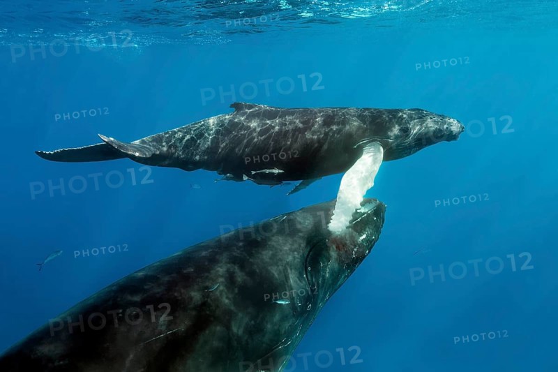 Humpback whale (Megaptera novaeangliae)