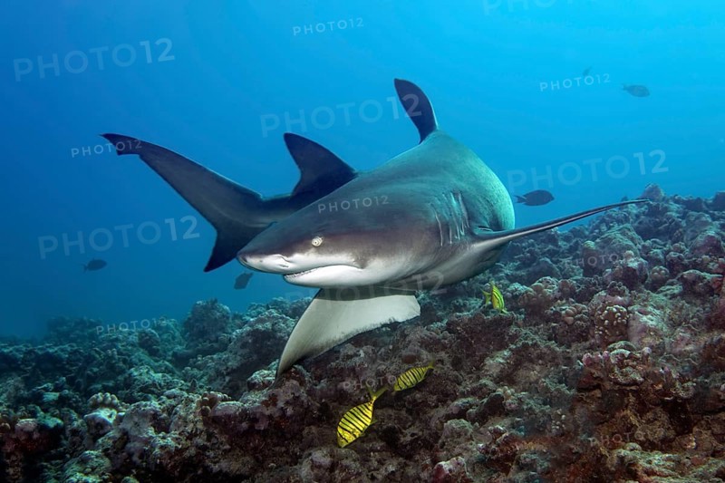 Sicklefin lemon shark (Negaprion acutidens) with Golden Trevally (Gnathanodon speciosus) over coral reef
