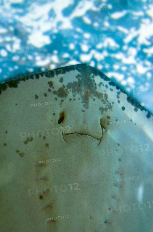 underside of a Blackspotted stingray (Taeniura meyeni)